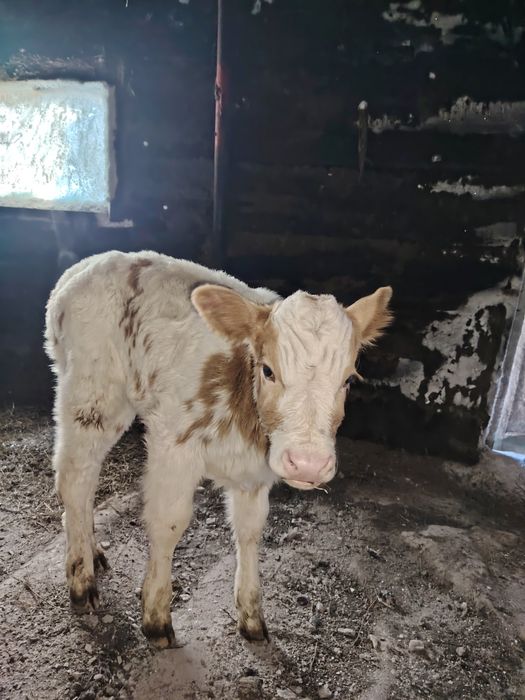 Продам  телёнка.