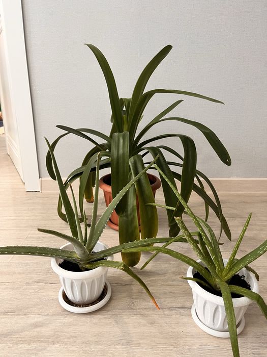 Продам цветы комнатные