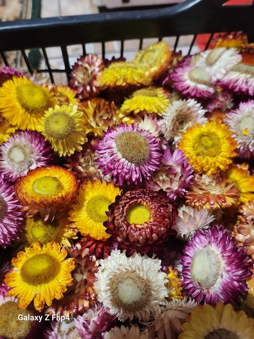 Vand imortele,flori de paie.