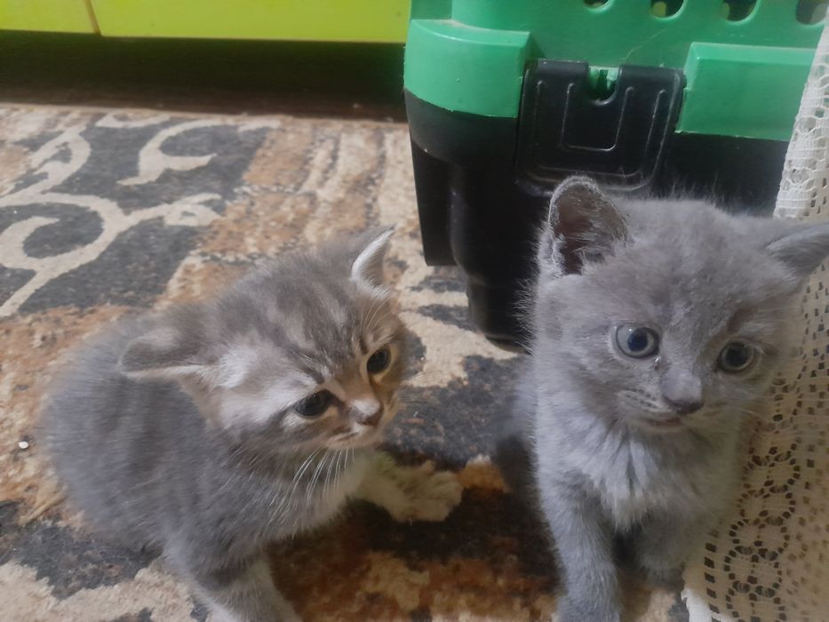 Котята Британские.и скотеш.500т