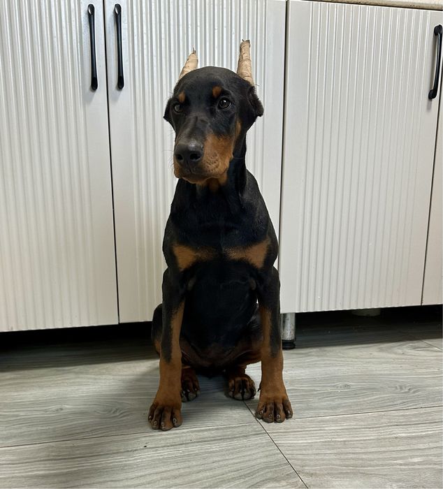 Щенок добермана девочка