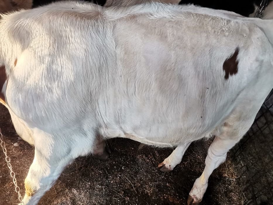 Vând vițel tânăr