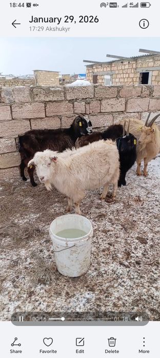 Буаз ешкілер сатылады