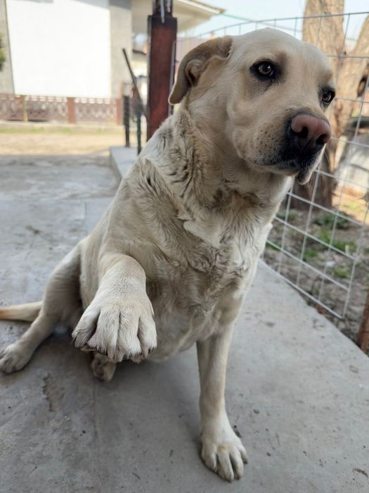 Продаю Лабрадора