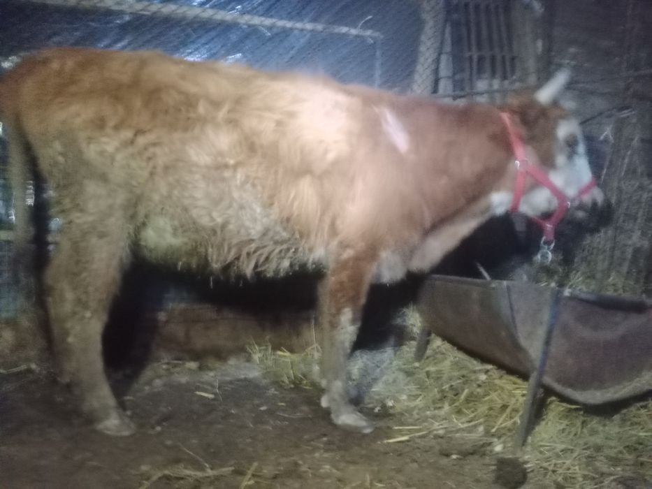 Shvet g‘unajin bug‘o‘z 8 oylik.