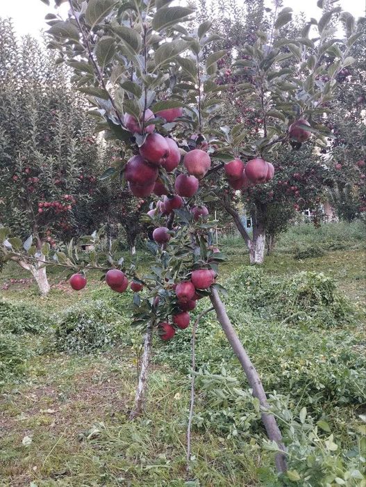 продаётся Дом в Бостанлыкском районе село Испай