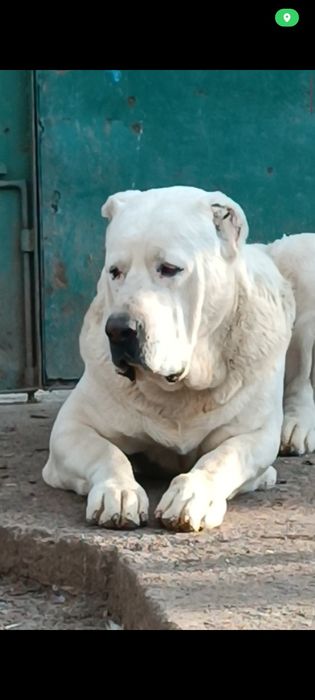 Алабай девочка гигант