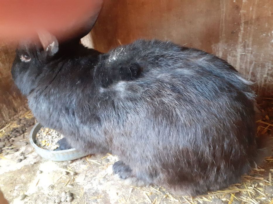 Зайци за продажба