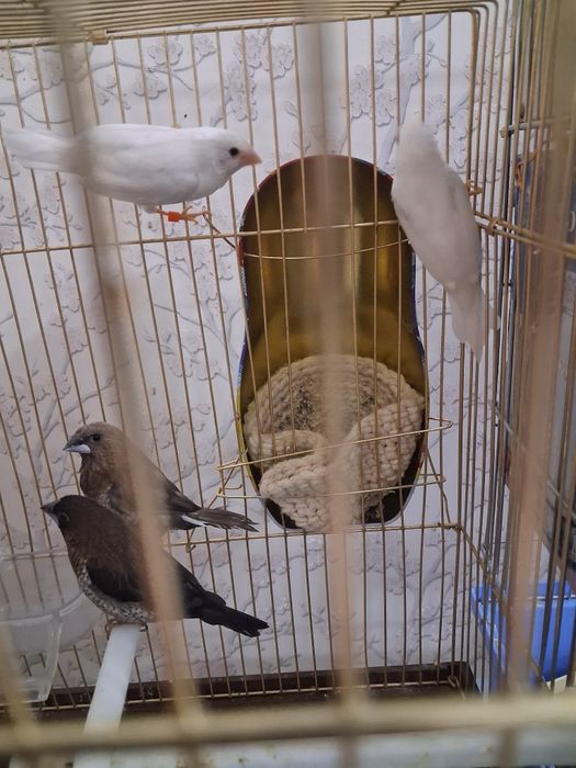 Amadina qushlari