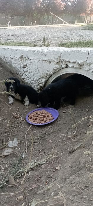 cățeluși ptr adoptie