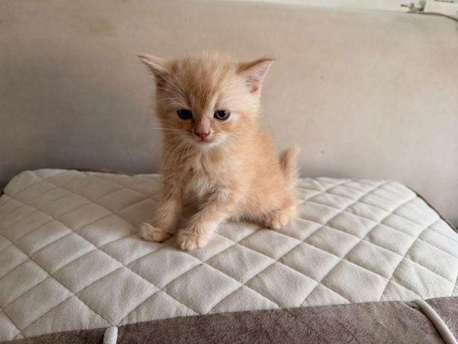 Британские котята мальчики