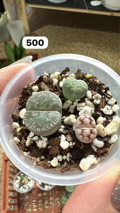 Комнатные растения