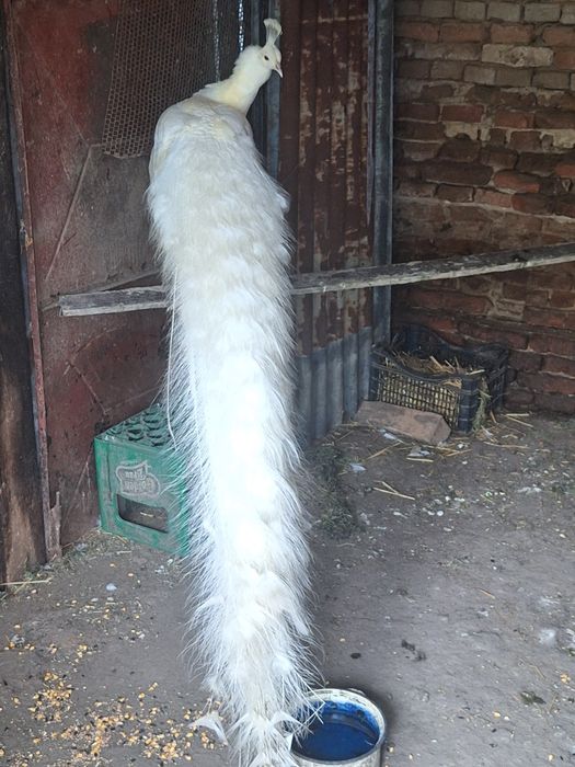 Familie Pauni mascul  alb matur 5 ani si 2 femele