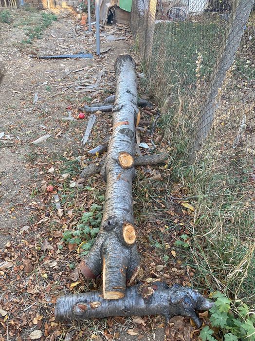 Череша ствол 4 метра, диаметър 30-40см