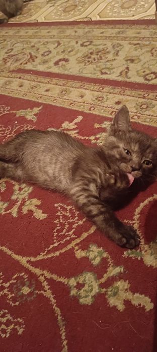 Отдам котяток в добрые руки