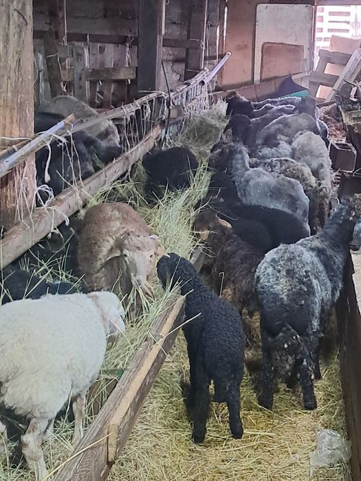 Қозылы қой. Бараны с ягнятами.