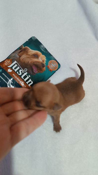 Мини мальчик чихуахуа