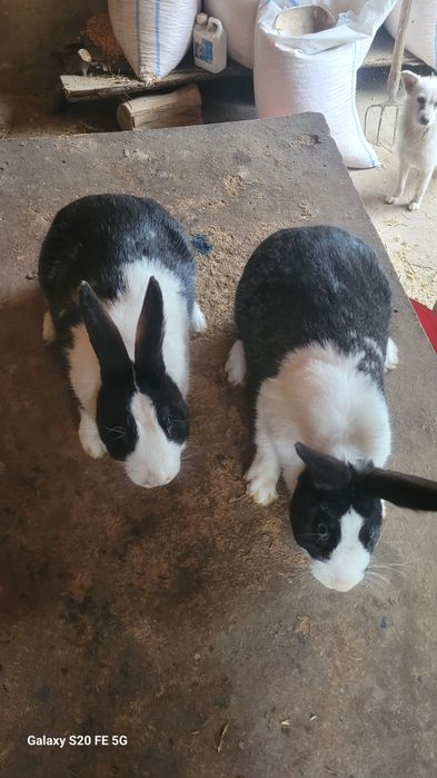 Iepuri hycole de vânzare