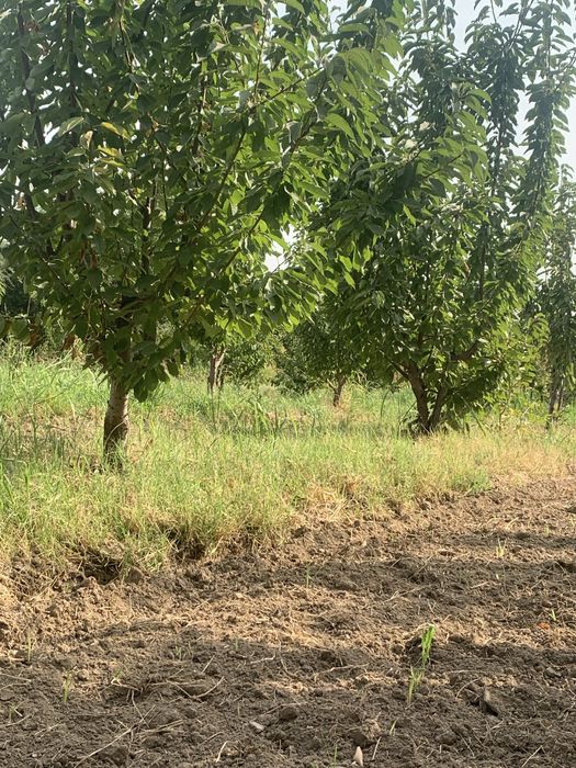 Bog’ maydoni 30 sotx giloz bog 100ta kochat bor