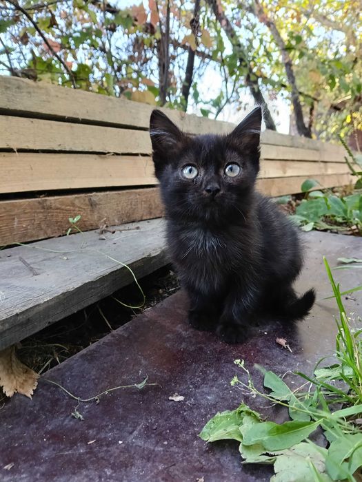 Котята, котенок, кошечка