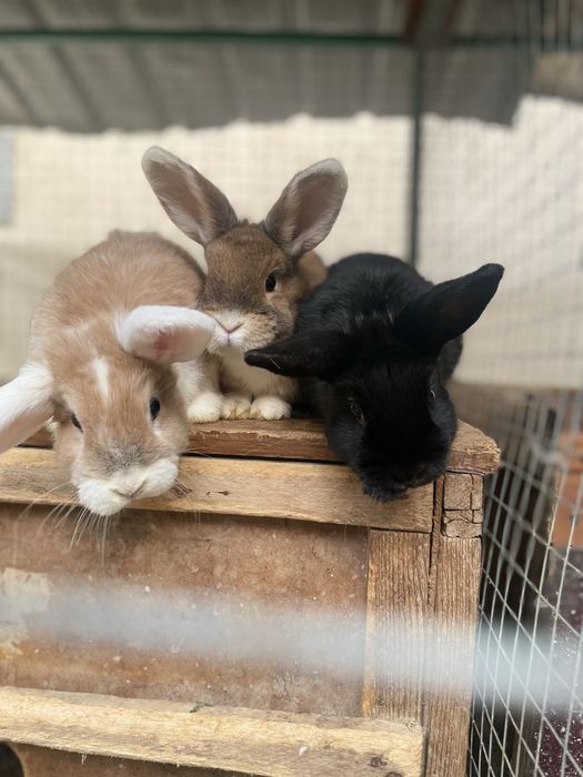 Карликовые кролики