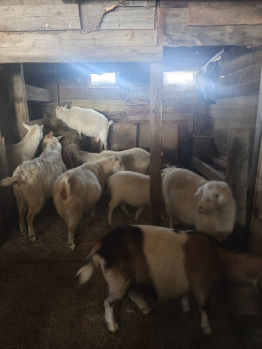 Продам Зааненских коз