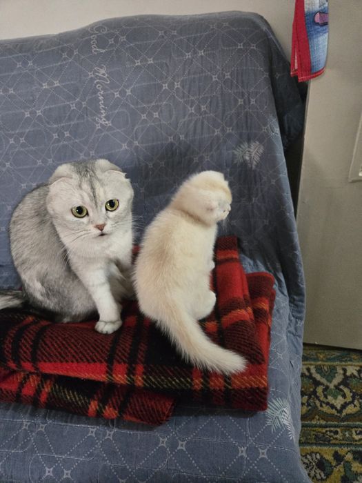 Британская золотистая шиншила