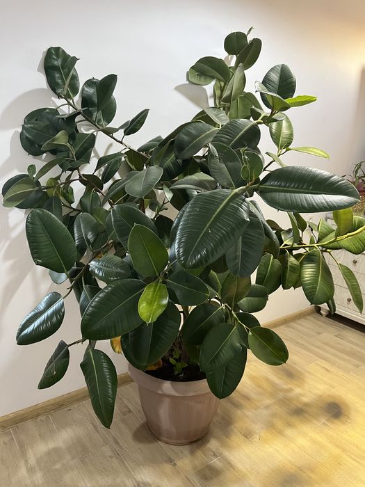 Комнатные офисные растения