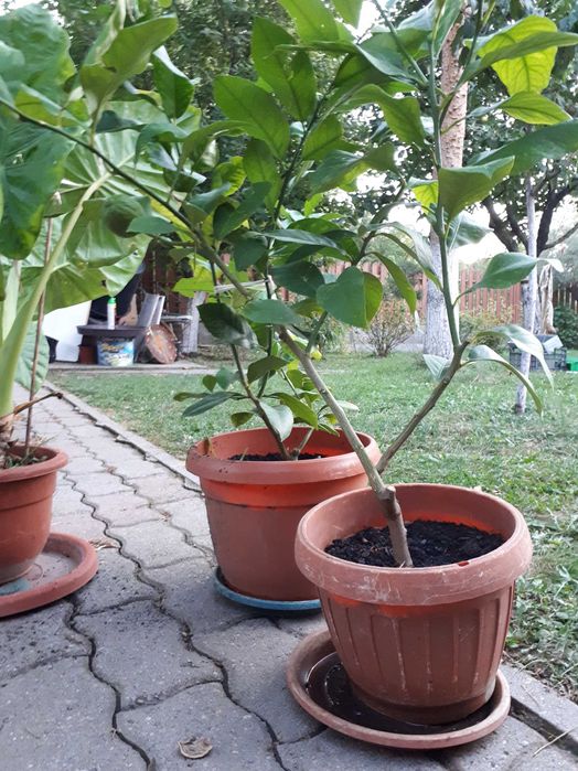 Vand lamai altoiti, cu fructe