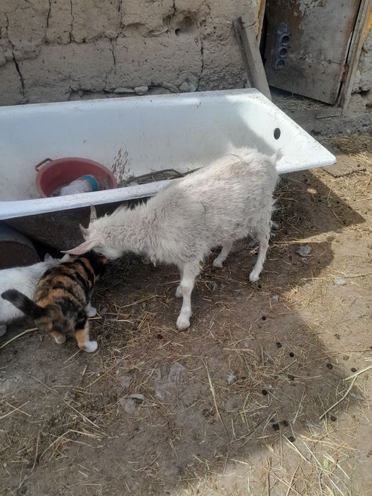 Продам зааненского козленка