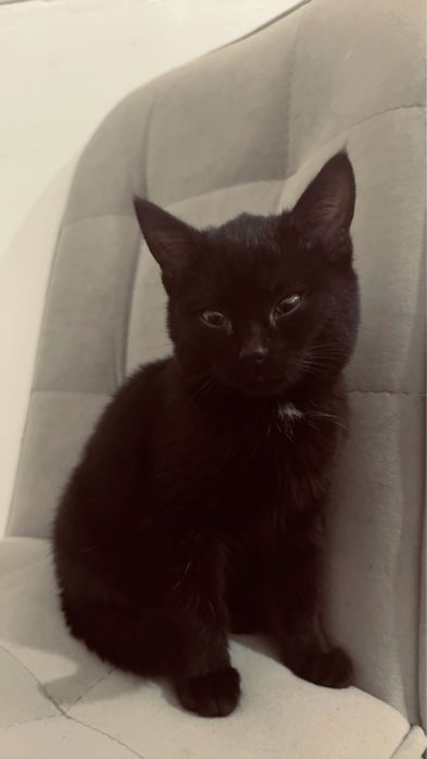 Котенок 3месячный