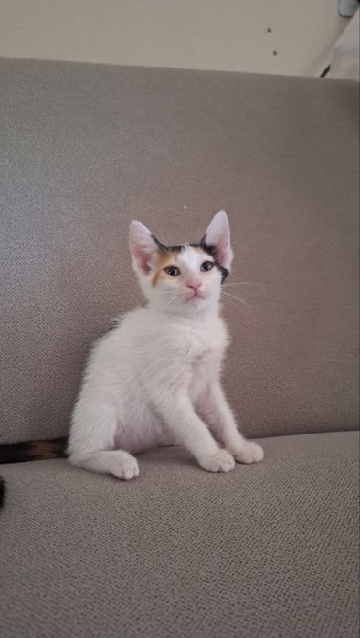 Котенок (девочка)