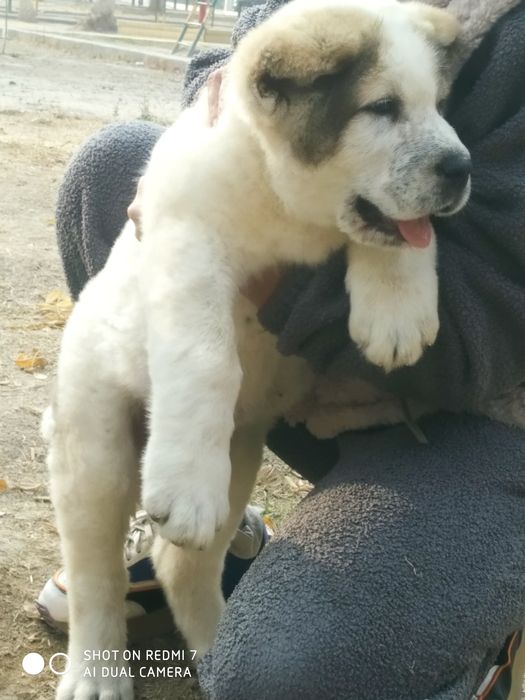 Шенок Алабая чистокровный