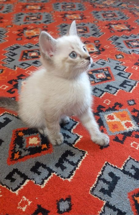 Милые котята бесплатно