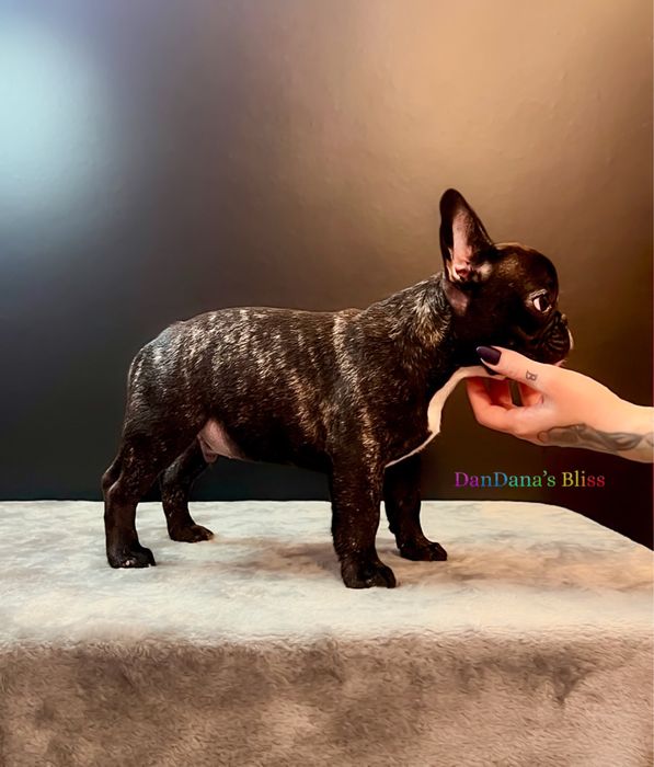 Bulldog francez negru tigrat cu pedigree - baietel