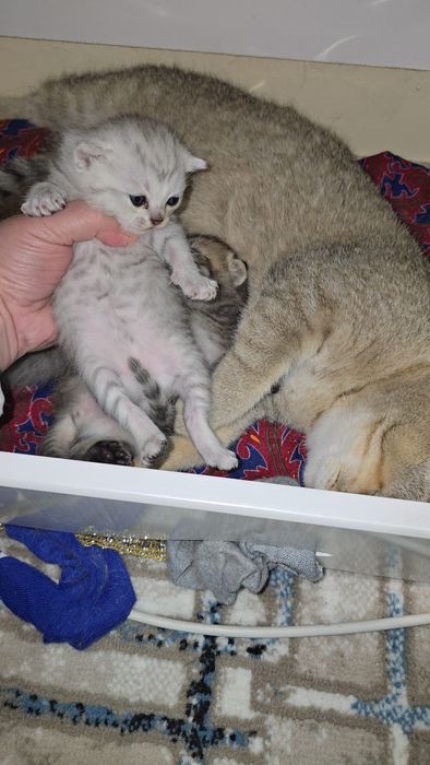 Бронь очилди Табби шиншилла мальчик