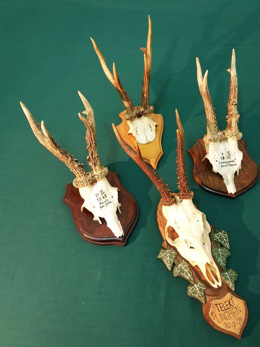 Set de patru panoplii cu trofee de caprior ( cerb,lopatar,mistret )_42