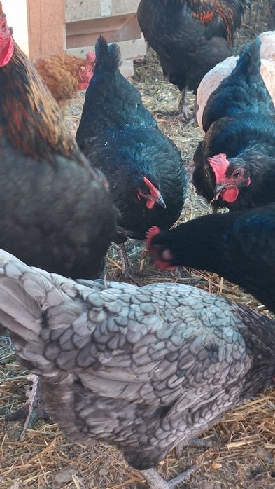 Ouă proaspete de găină