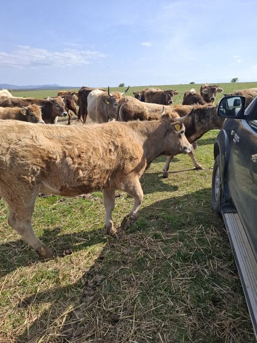 Vând vaci aubrac