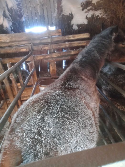 Продам тай с откорма