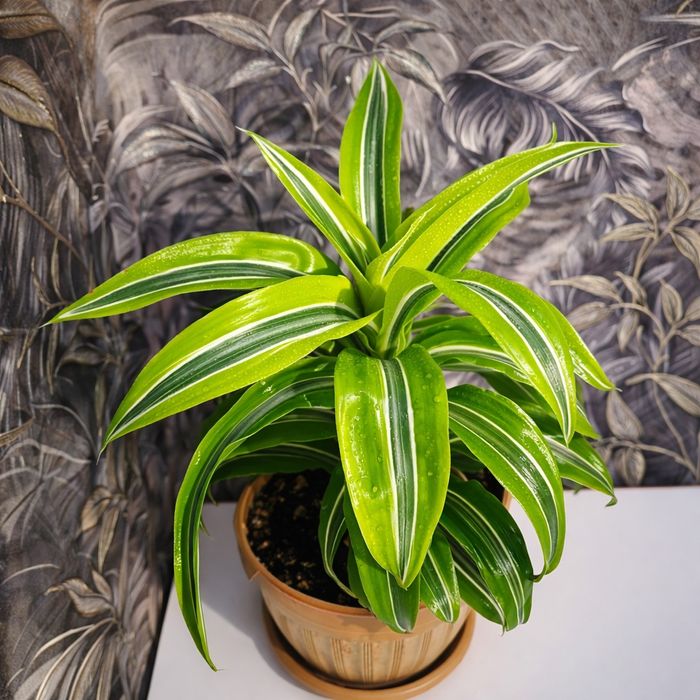 Продам Драцена (Lemon Lime)