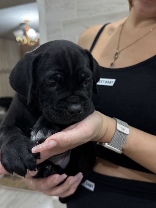 Щенки кане корсо cane corso