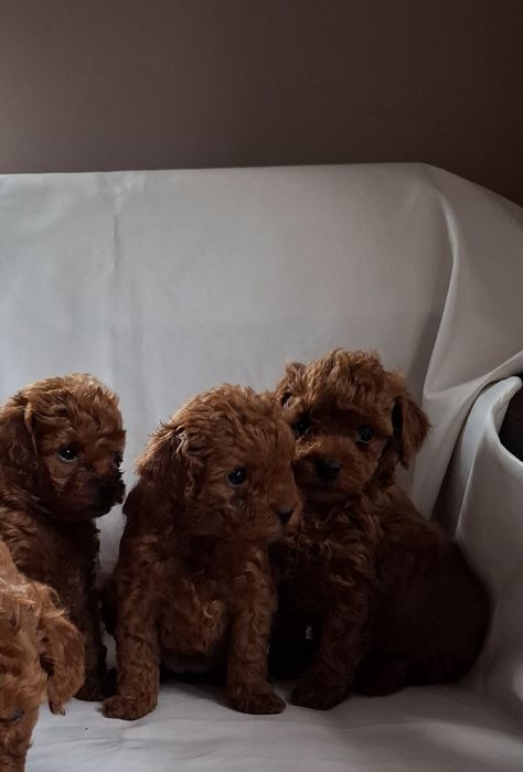 Родословни той пуделчета Ред Дог