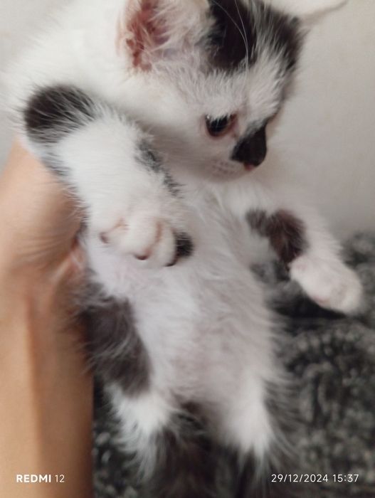 Skotsh Fold 1,5oylik