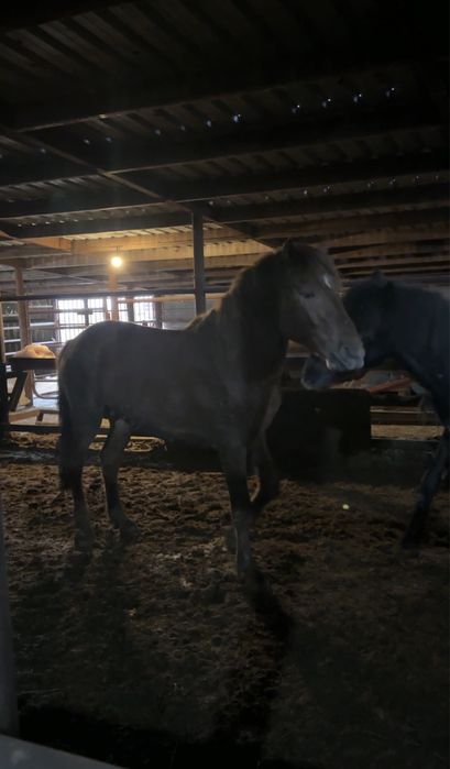 Жеребцы 4 летки мощные