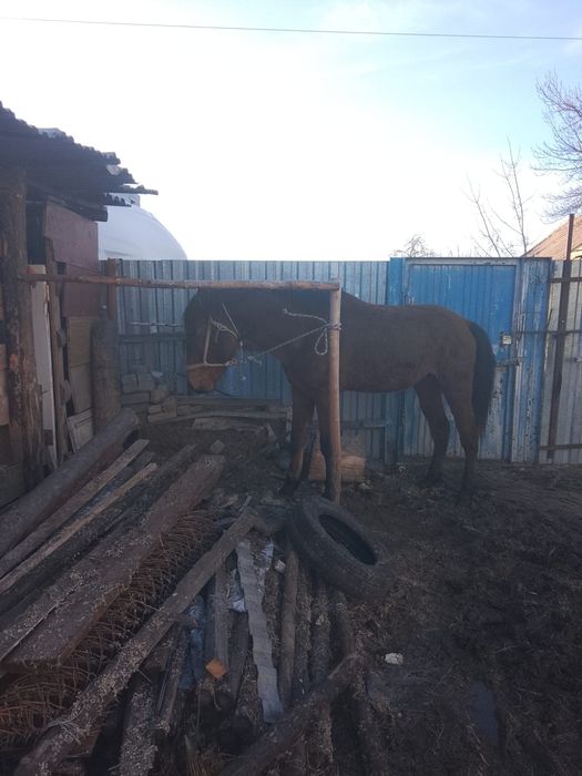 Жиребец высокий 4 года