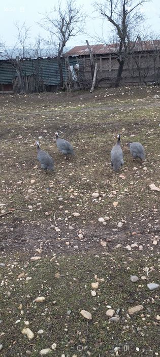 Vănd familie bibilici 3cu1 400lei nu se dau separat