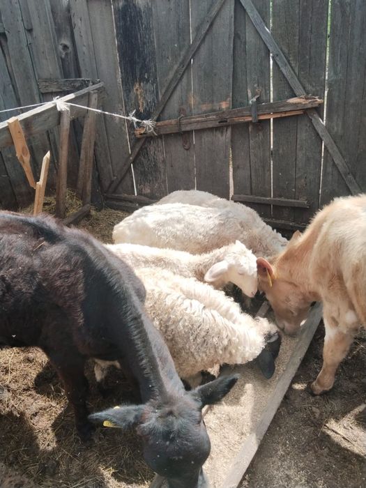 продам бычков и телочку