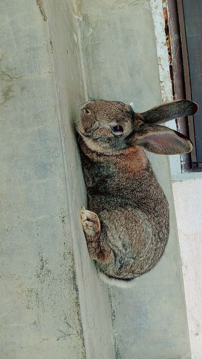 Iepuri diferite vârste