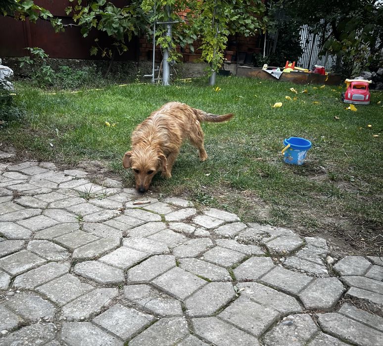 Donez cățelușă de talie mica